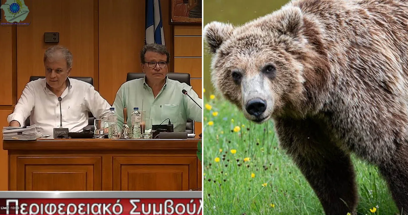 Ζήτημα θανάτωσης αρκούδων τέθηκε στη συνεδρίαση του Περιφερειακού Συμβουλίου