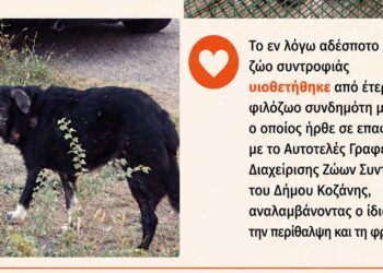 Κοζάνη: Υιοθετήθηκε αδέσποτος σκύλος που εντοπίστηκε σε άσχημη κατάσταση, στην ΕΟ Κοζάνης – Λάρισας