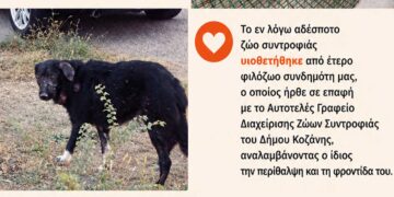 Κοζάνη: Υιοθετήθηκε αδέσποτος σκύλος που εντοπίστηκε σε άσχημη κατάσταση, στην ΕΟ Κοζάνης – Λάρισας