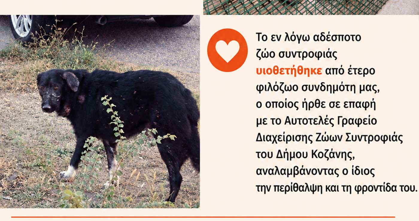Κοζάνη: Υιοθετήθηκε αδέσποτος σκύλος που εντοπίστηκε σε άσχημη κατάσταση, στην ΕΟ Κοζάνης – Λάρισας