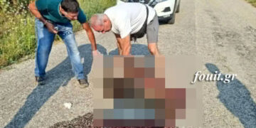 Καστοριά: Τροχαίο με θύμα αρκουδάκι (φωτο)