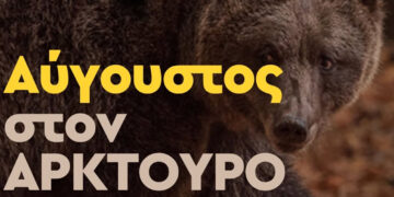 ΑΡΚΤΟΥΡΟΣ: Καλοκαιρινές επισκέψεις δίπλα σε αρκούδες, λύκους και λύγκες (Πρόγραμμα)
