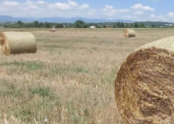 Έπιασαν δουλειά τα τρακτέρ στον κάμπο της Εορδαίας, για τις αχυρόμπαλες (της Κούλας Πουλασιχίδου)