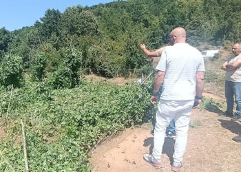 Πρέσπες: Ζημιές στα φασόλια από ισχυρή μπόρα και χαλάζι