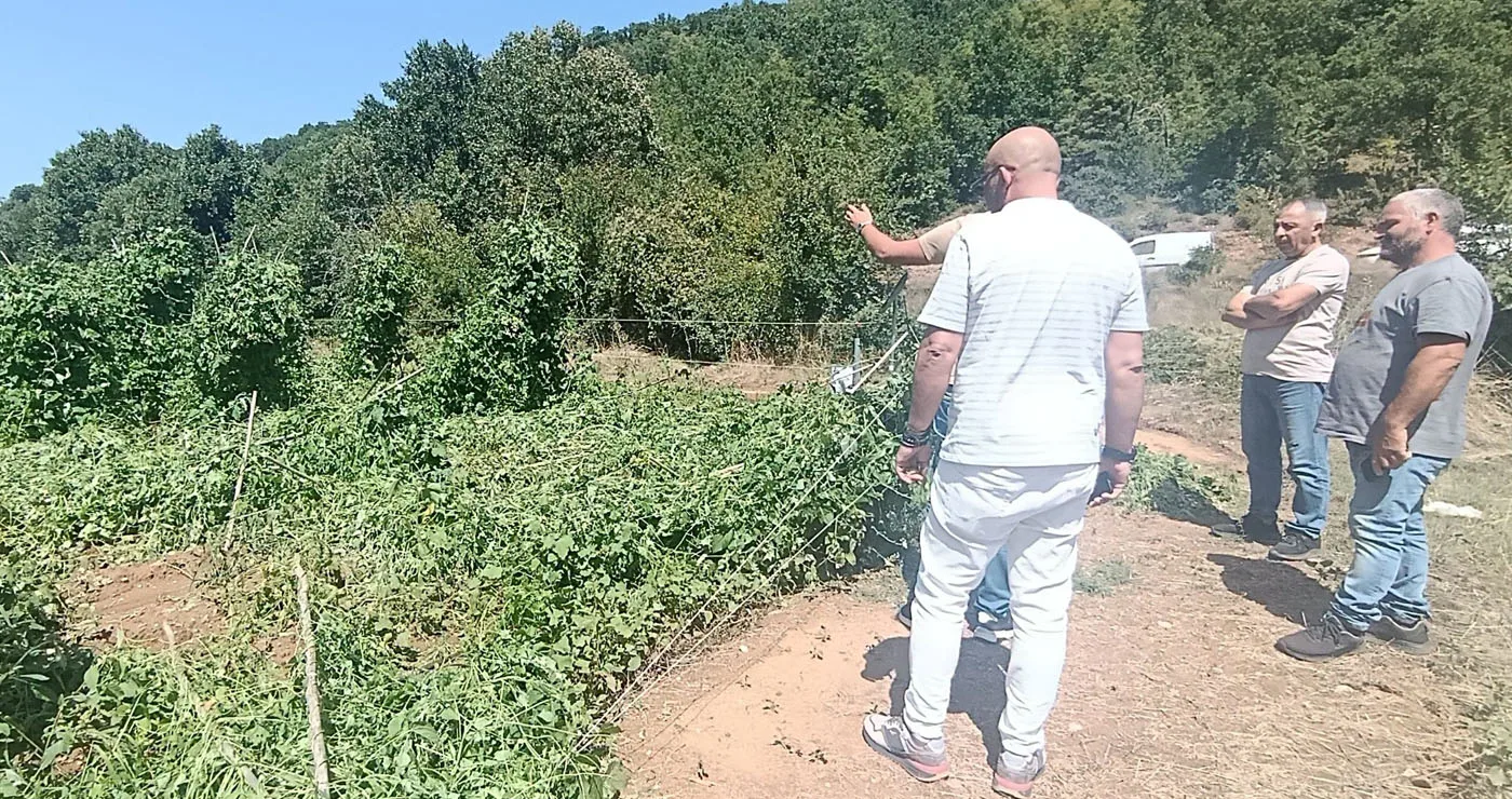 Πρέσπες: Ζημιές στα φασόλια από ισχυρή μπόρα και χαλάζι