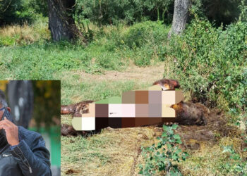 Ο Ν. Παναγιωτόπουλος για την αρκούδα που βρέθηκε νεκρή – Οι φορείς πρέπει να ζητήσουν περισσότερες ομάδες άμεσης επέμβασης