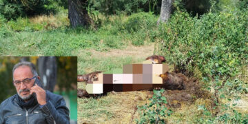 Ο Ν. Παναγιωτόπουλος για την αρκούδα που βρέθηκε νεκρή – Οι φορείς πρέπει να ζητήσουν περισσότερες ομάδες άμεσης επέμβασης
