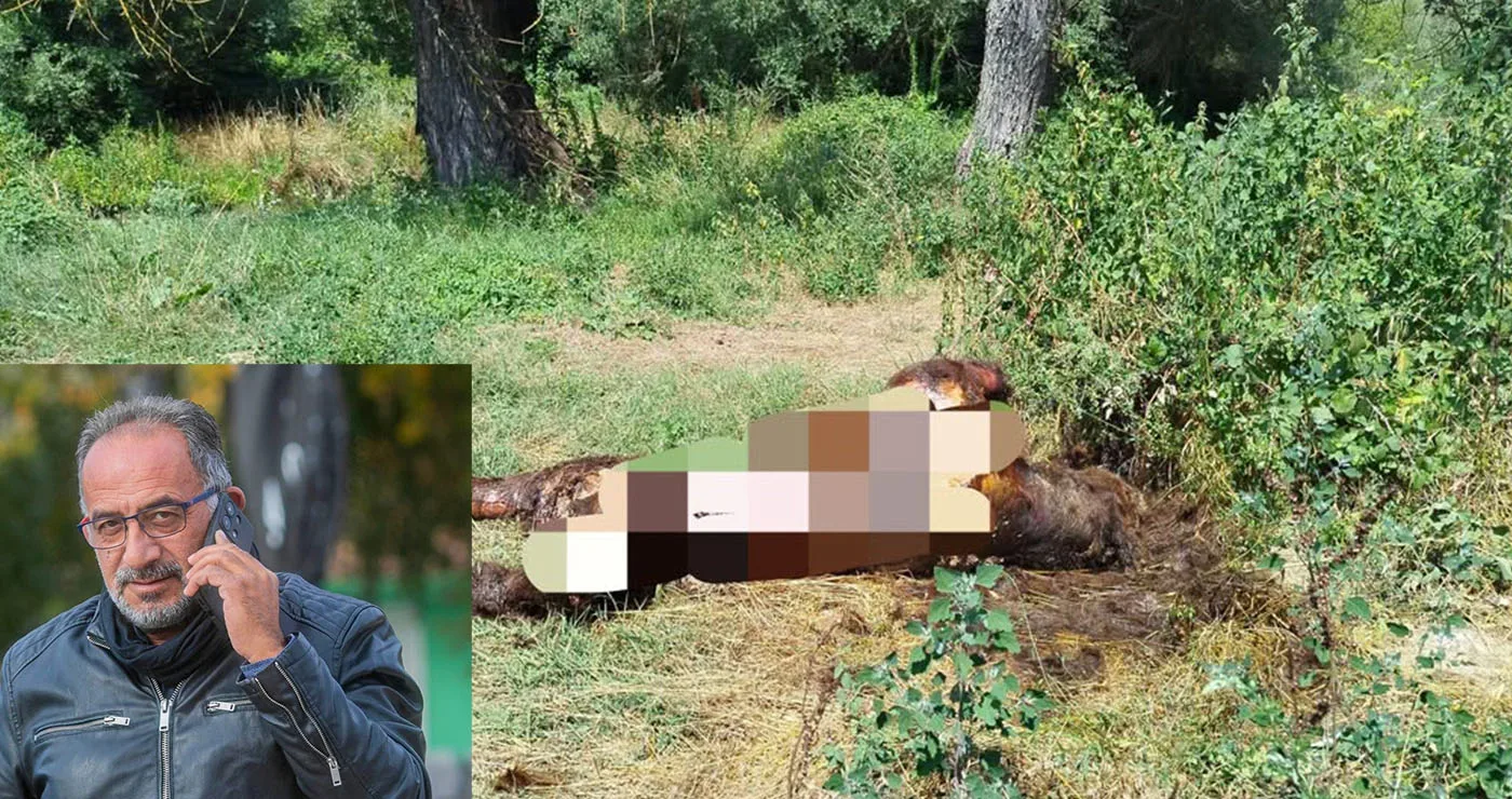 Ο Ν. Παναγιωτόπουλος για την αρκούδα που βρέθηκε νεκρή – Οι φορείς πρέπει να ζητήσουν περισσότερες ομάδες άμεσης επέμβασης