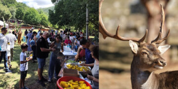 Πάνω από 1.500 επισκέπτες στη 2η Γιορτή Καλαμποκιού στο Πάρκο Ελαφιών Αγίου Παντελεήμονα (φωτογραφίες)