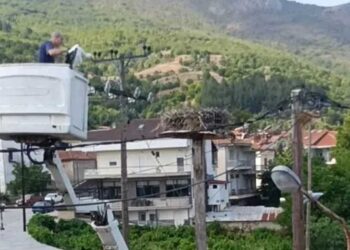 Καστοριά: Διέσωσαν τον μοναδικό πελαργό της Κορησού που έπεσε από τη φωλιά του