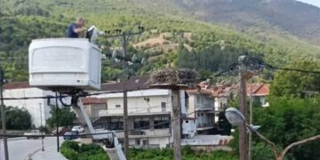 Καστοριά: Διέσωσαν τον μοναδικό πελαργό της Κορησού που έπεσε από τη φωλιά του