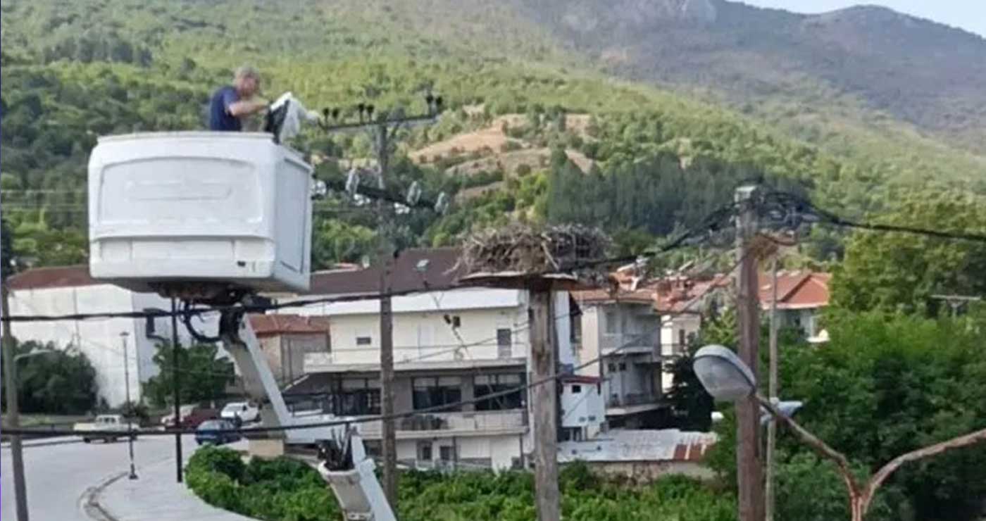 Καστοριά: Διέσωσαν τον μοναδικό πελαργό της Κορησού που έπεσε από τη φωλιά του