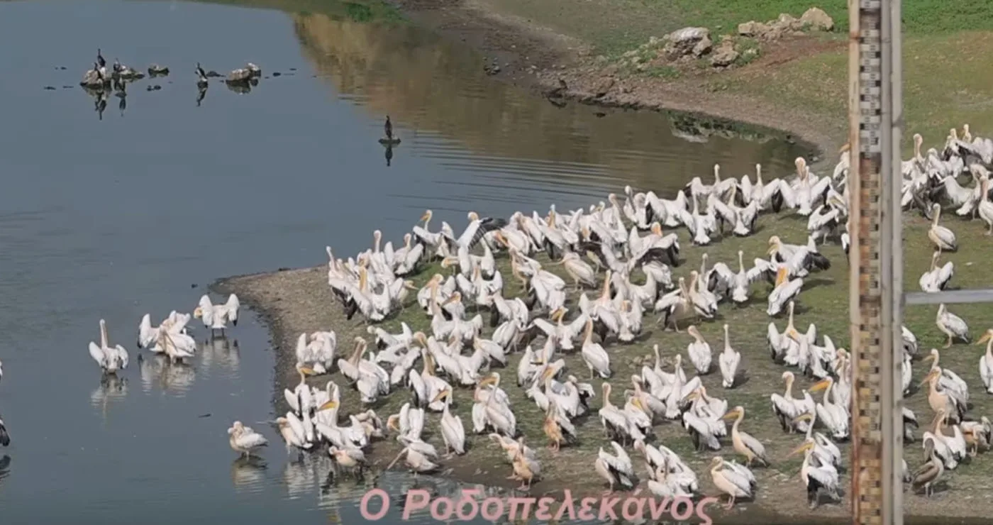 Εντυπωσιακές εικόνες στον Περδίκκα: Ροδοπελεκάνοι στο φράγμα μέσα από τον φακό του Γιώργου Κωστικίδη