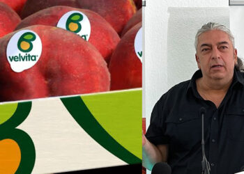 ΑΣΕΠΟΠ Βελβεντού: Καλή σοδειά, αλλά δύσκολη η αγορά στα ροδάκινα– Το στοίχημα για τον παραγωγό