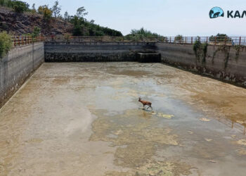 Εράτυρα: Απεγκλωβισμός ζαρκαδιού από ανοικτή δεξαμενή νερού (βίντεο)