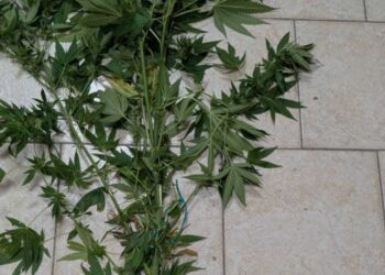 Πτολεμαΐδα: Δενδρύλλιο κάνναβης βρέθηκε σε αγροικία 62χρονου
