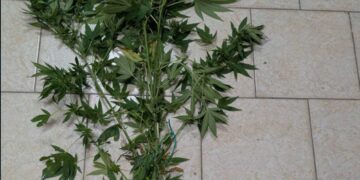 Πτολεμαΐδα: Δενδρύλλιο κάνναβης βρέθηκε σε αγροικία 62χρονου