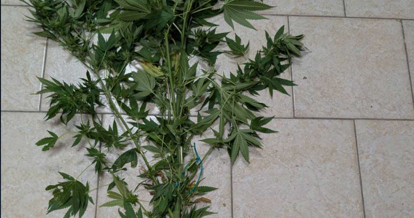 Πτολεμαΐδα: Δενδρύλλιο κάνναβης βρέθηκε σε αγροικία 62χρονου