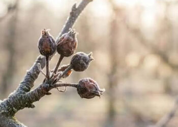 ΥΠΑΑΤ: Ξεκίνησε η διαδικασία για τις αποζημιώσεις σε μήλα και κεράσια  σε Κοζάνη, Φλώρινα, Καστοριά και Γρεβενά