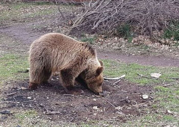 «Αλωνίζουν» χωριά και πόλεις οι αρκούδες παρά τις προτάσεις της Περιφέρειας – Στα …συρτάρια του Υπουργείου οι προτάσεις του Π.Σ.