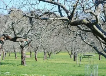 Προανθικό με παρεμβάσεις και «ειδικές προβλέψεις»- Η ξεχωριστή θέση των μήλων της Καστοριάς- Λωτίδης: «Κάποια νούμερα άλλαξαν…»
